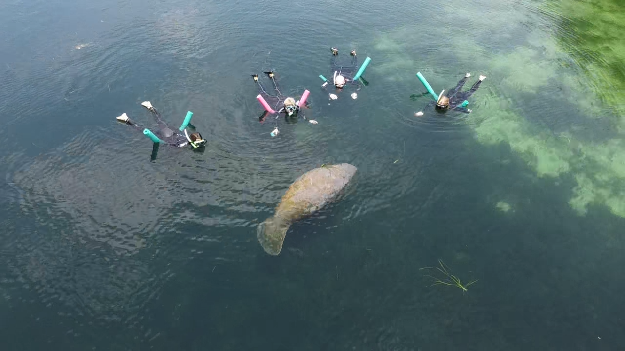 Snorkelers floating quietly beside a gentle manatee in the King's Bay springs.
